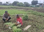 Topang Ketahanan Pangan, Warga Sumberejo Manfaatkan Lahan Kosong untuk Budidaya Kangkung