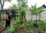 Polsek Tulangan Ubah Lahan Sempit Jadi Kebun Produktif Dukung Ketahanan Pangan Nasional