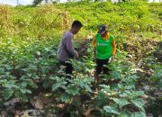 Bhabinkamtibmas Desa Kupang Tinjau Lahan Pekarangan untuk Dukung Ketahanan Pangan dan Peternakan Warga