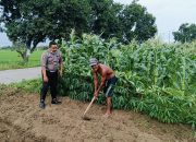 Patroli Sambang Desa Polsek Tarik, Dampingi Petani Jagung