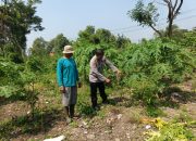 Dukung Ketahanan Pangan, Polsek Porong Dampingi Warga Kelola Pekarangan Pangan Bergizi