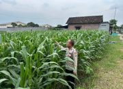 Anggota Polsek Prambon Cek Perkembangan Buah Melon Sukseskan Ketahanan Pangan