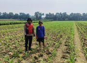Polisi di Balongbendo Optimalkan Ketahanan Pangan, Turun Langsung Dampingi Petani