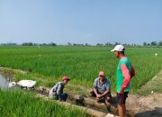 Bhabinkamtibmas Pangkemiri Pantau Lahan Padi Warga Dukung Ketahanan Pangan