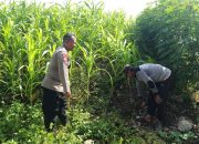 Dukung Ketahanan Pangan, Bhabinkamtibmas Panggreh Tinjau Lahan Perkebunan Sayuran Warga