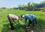 Bhabinkamtibmas Tambak Kalisogo Cek Lahan Sayuran Warga Dukung Ketahanan Pangan Bergizi