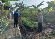 Bhabinkamtibmas Desa Tulangan Tinjau Lahan Ketahanan Pangan Bergizi, Dukung Swasembada Pangan