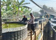 Budidaya Lele Jadi Andalan Ketahanan Pangan Desa Kebonagung Porong