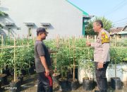 Bhabinkamtibmas Desa Kenongo Cek Lahan Pertanian Tomat Untuk Dukung Ketahanan Pangan Warga