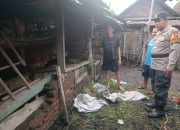 Beternak Sapi Jadi Andalan Ketahanan Pangan di Desa Putat Tanggulangin