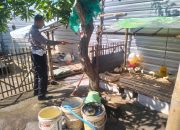 Polsek Porong Dukung Ketahanan Pangan, Cek Budidaya Entok Warga Desa Plumbon