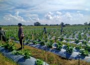 Kanit Binmas Polsek Prambon Tinjau Lahan Cabai dan Terong, Dukung Swasembada Pangan Mandiri Warga