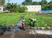 Warga Desa Semambung Wonoayu Sulap Lahan Kosong Jadi Kebun Sayur, Dukung Program Ketahanan Pangan
