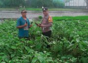 Bhabinkamtibmas Desa Sidokepung Dampingi Petani Terong Demi Ketahanan Pangan