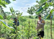 Bhabinkamtibmas Pangkemiri Dukung Ketahanan Pangan, Cek Kebun Sayur Warga