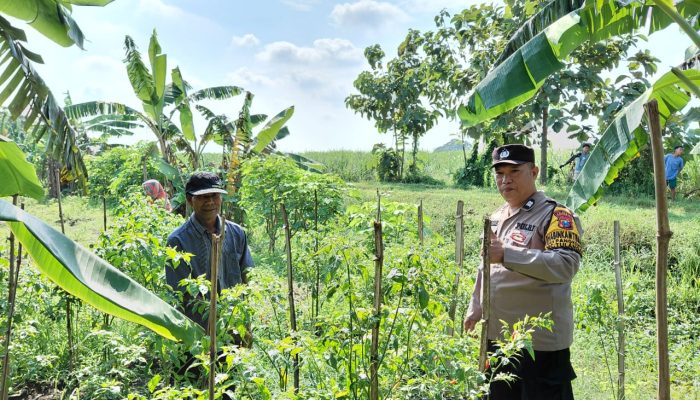 Bhabinkamtibmas Pangkemiri Dukung Ketahanan Pangan, Cek Kebun Sayur Warga