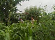 Polisi Cinta Petani Bhabinkamtibmas Desa Permisan Tinjau Lahan Perkebunan Sayuran