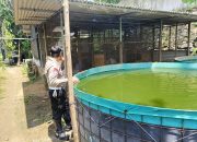 Kapolsek Tarik Dorong Bhabinkamtibmas Aktif Kawal Ketahanan Pangan Lewat Budidaya Lele