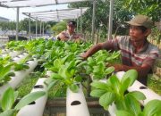 Bhabinkamtibmas Desa Keboharan Rawat Lahan Hidroponik Pakcoy, Dukung Ketahanan Pangan