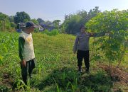 Bhabinkamtibmas Desa Waruberon Polsek Balongbendo Aktif Dorong Pemanfaatan Pekarangan Pangan Bergizi