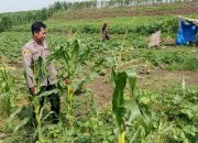 Bhabinkamtibmas Desa Kupang Aktif Dukung Program Ketahanan Pangan Lewat Monitoring Lahan Pekarangan