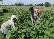 Bhabinkamtibmas Desa Kedung Cangkring Dorong Ketahanan Pangan Lewat Pemanfaatan Lahan Pekarangan Sayuran