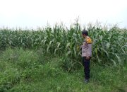 Polsek Krembung Dampingi Petani Rawat Jagung Dongkrak Swasembada Pangan Mandiri