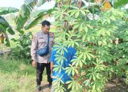 Optimalisasi Ketahanan Pangan, Bhabinkamtibmas Desa Balongtani Lakukan Pengecekan Lahan Warga