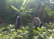 Bhabinkamtibmas Desa Permisan Tinjau Lahan Pekarangan Sayuran untuk Dukung Ketahanan Pangan