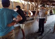 Bhabinkamtibmas Polsek Tanggulangin Tinjau Peternakan Sapi, Dukung Ketahanan Pangan Nasional