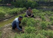 Dukung Ketahanan Pangan Polresta Sidoarjo, Bhabinkamtibmas Grabagan Pantau Lahan Bayam Warga
