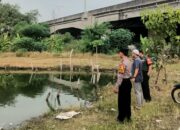 Manfaatkan Lahan Kosong, Warga Sepanjang Sidoarjo Kelola Kolam Ikan Gurami untuk Dukung Ketahanan Pangan