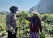 Polwan Bripka Putri Dukung Ketahanan Pangan Lewat Pendampingan Petani Ubi di Sidoarjo