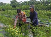 Dukung Ketahanan Pangan, Bhabinkamtibmas Sambibulu Tinjau Lahan Hortikultura Warga