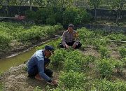 Bhabinkamtibmas Desa Grabagan Lakukan Pengecekan Lahan Ketahanan Pangan Bergizi