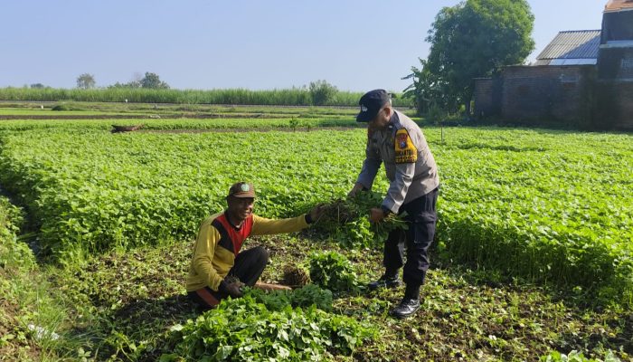 Bhabinkamtibmas Grogol Tinjau Lahan Pangan Bergizi, Dukung Swasembada Pangan di Tulangan