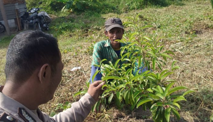Bhabinkamtibmas Tambak Kalisogo Tinjau Kebun Sayuran Warga, Wujud Nyata Polisi Cinta Petani Dukung Ketahanan Pangan