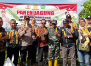 Panen Jagung Perdana di Lahan Bumdes Pademonegoro, Dukung Ketahanan Pangan Nasional