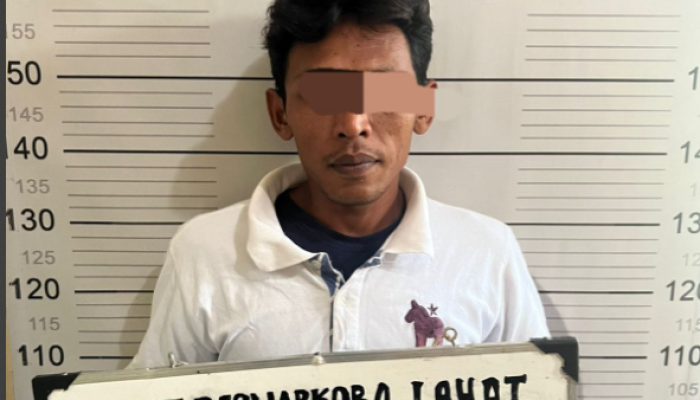 Satresnarkoba Polres Lahat Ciduk Pengedar Ganja di Sungai Laru, Tanaman Narkotika Ditemukan di Pekarangan Rumah