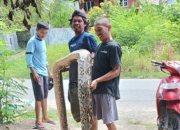 Geger di Mamuju! Warga Tangkap Ular Piton Sepanjang 6 Meter di Permukiman