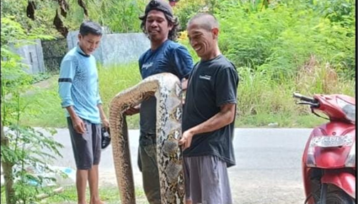 Geger di Mamuju! Warga Tangkap Ular Piton Sepanjang 6 Meter di Permukiman