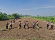 Polsek Balongbendo Tanam Bibit Jagung Serentak Tahap III untuk Sukseskan Program Ketahanan Pangan Nasional
