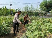 Bhabinkamtibmas Jemirahan Tinjau Lahan Pekarangan Warga, Dukung Ketahanan Pangan Desa