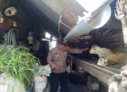 Bhabinkamtibmas Pangkemiri Tinjau Lahan Peternakan Warga, Dukung Ketahanan Pangan Bergizi