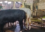 Optimalkan Ketahanan Pangan, Polsek Krembung Motivasi Peternak Sapi