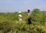 Bhabinkamtibmas Desa Waruberon Laksanakan Patroli Sambang Lahan Ketahanan Pangan P2B