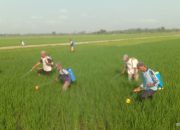 Antisipasi Serangan WBC Meluas, BPP Kemranjen Gercep Adakan Gerakan Pengendalian di Desa Kedungpring