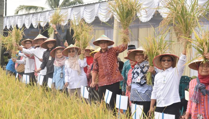 Wabup Sleman : Padi Organik Varietas Sembada Merah Merupakan Padi Unggulan Sleman
