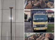 Tertangkap Basah Gelapkan 52 Janjang Sawit, Sopir Truk PT DAM Dibekuk