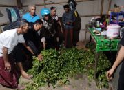 Pencurian Cabai di Situbondo Dibongkar, 3 Pelaku Ditangkap Polisi dan Warga
